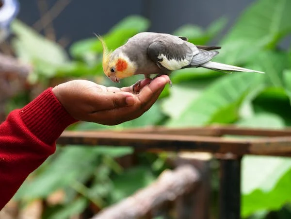 Food Cockatiel Bird: How To Make Your Bird’s Diet Awesome
