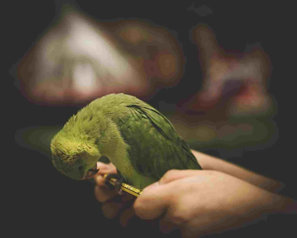 Green Parrot