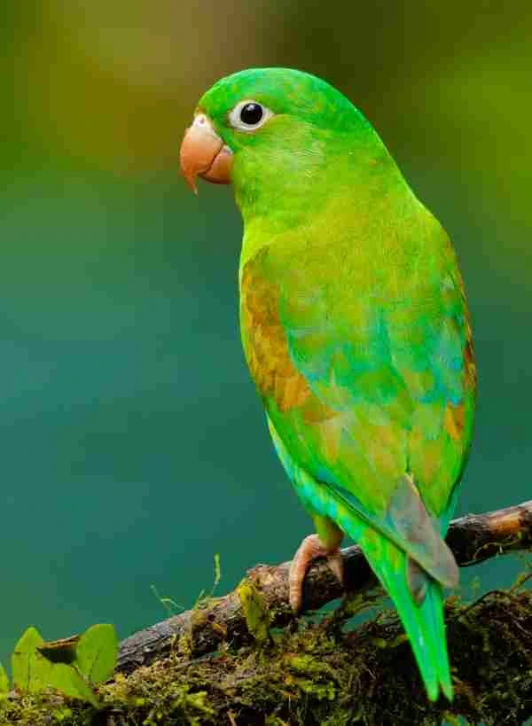 Green Parrot