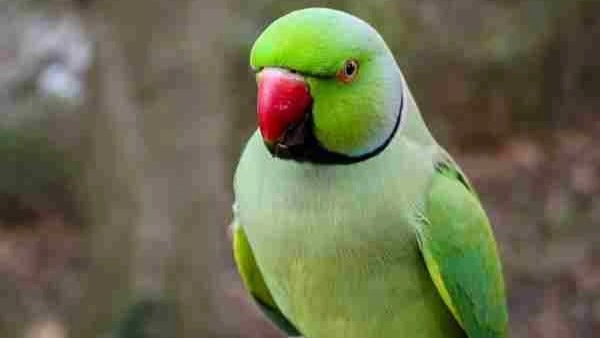 The Complete Green Parrot Handbook: Everything You Need to Know About These Magnificent Birds
