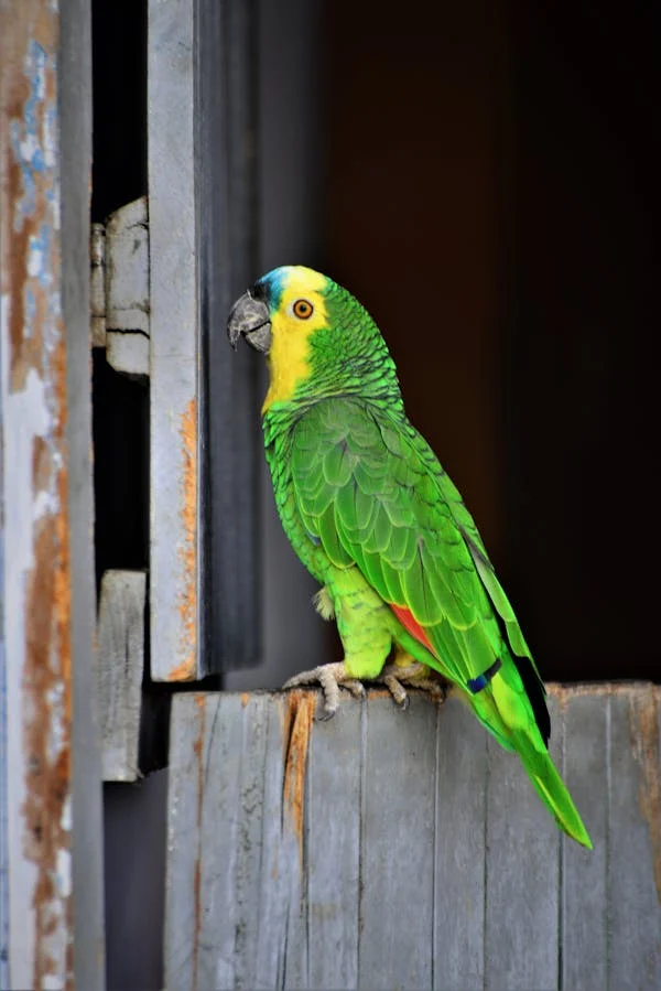 Green Parrot