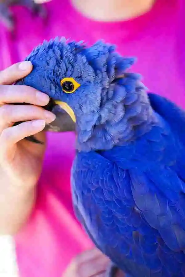 Colorful Parrot
