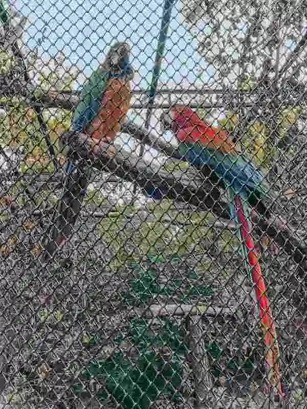 Massive Parrot Cage