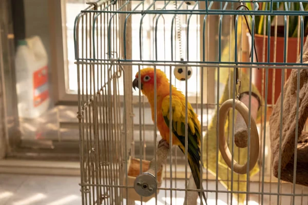 Massive Parrot Cage