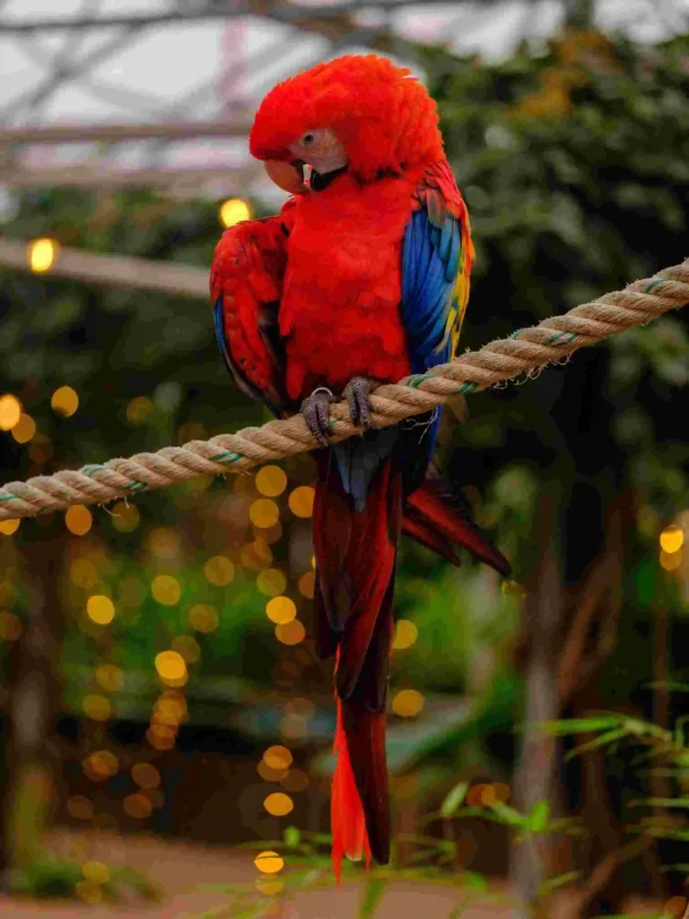 bird day