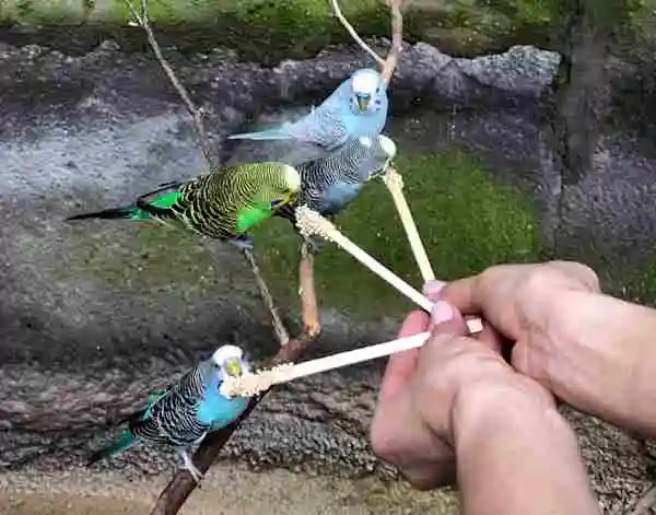 bird day