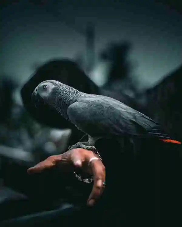 Pet bird story