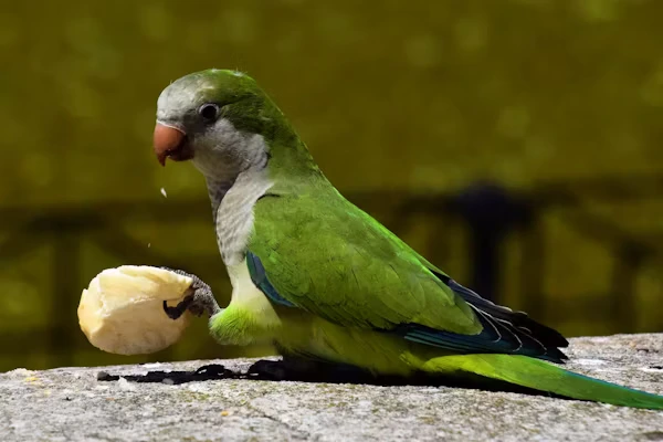 Quaker Parrot Food