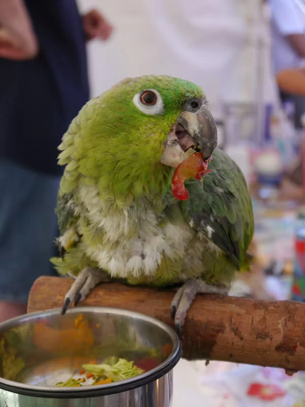 Quaker Parrot Food
