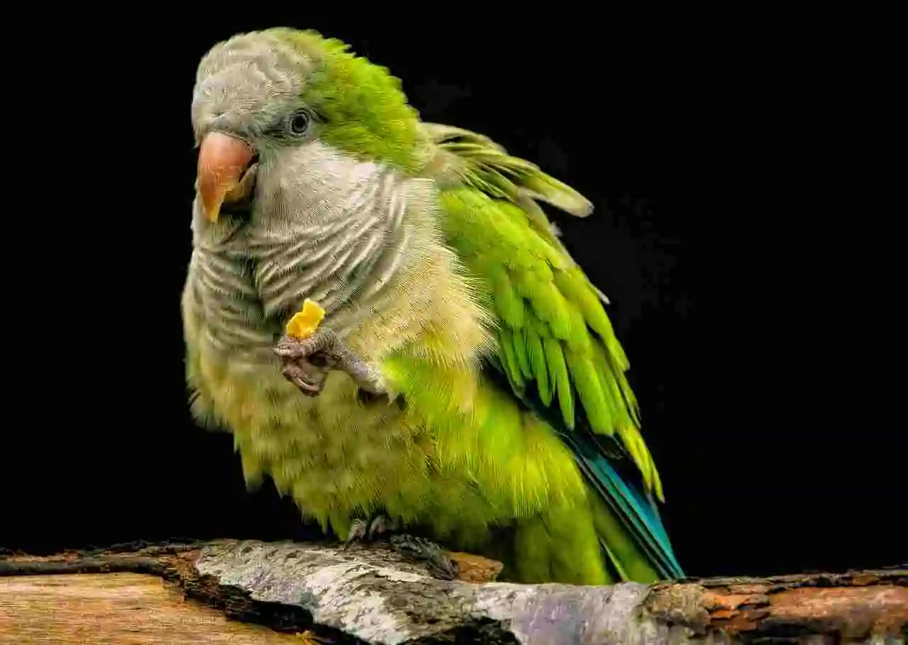 Quaker Parrot Food