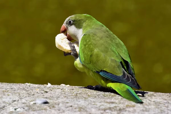 Quaker Parrot Food