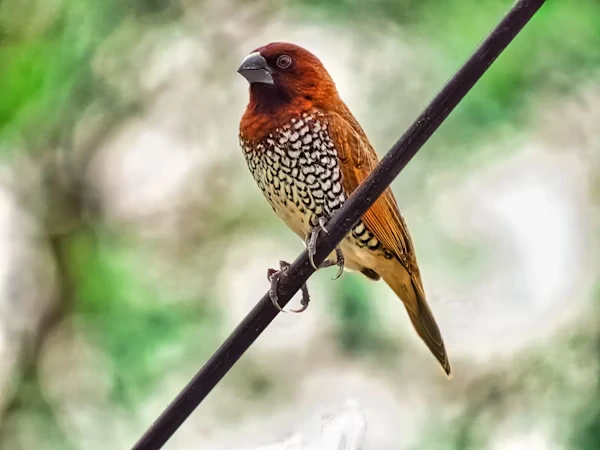 Spice Finch Bird