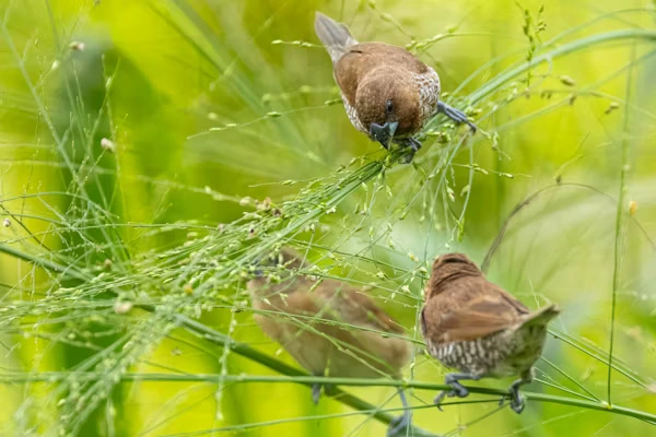 Spice Finch Bird