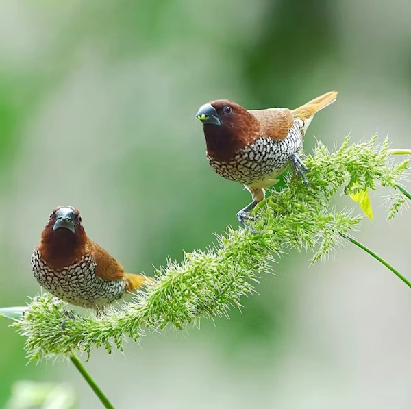 Spice Finch Bird