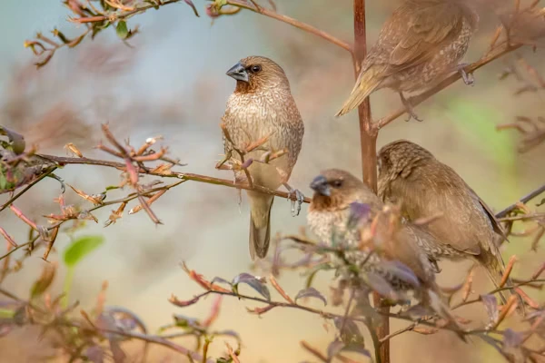 Spice Finch Bird