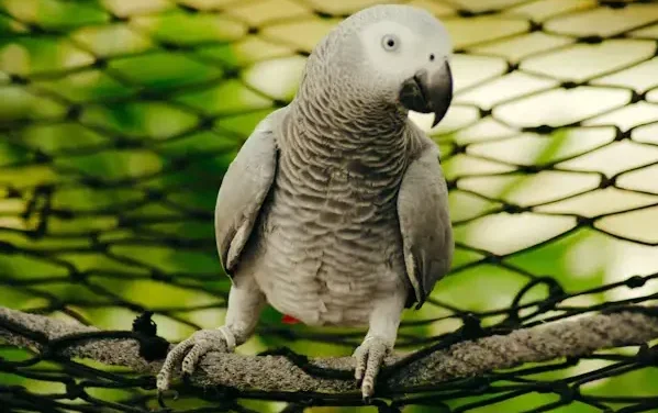 How Much Is African Grey Parrot