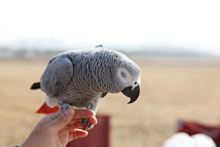 African Grey Parrot Talking
