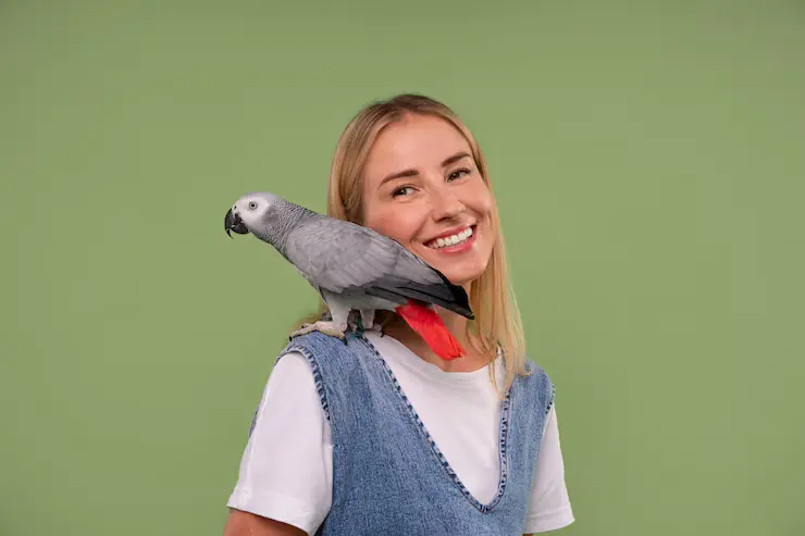 African Grey Parrot Talking