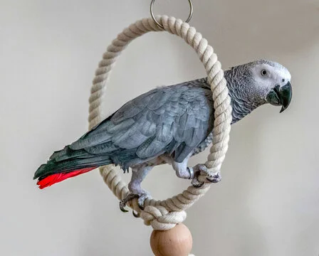African Grey Parrot Talking