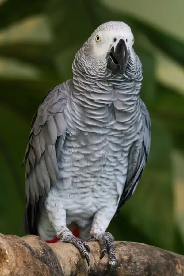 How Much Is an African Grey Parrot