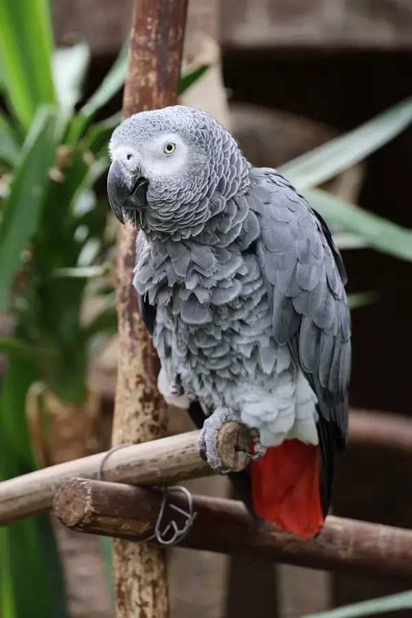 How Much Is an African Grey Parrot