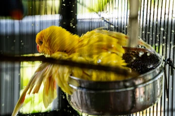 Bird Bath for Cage