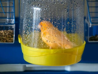 Bird Bath for Cage
