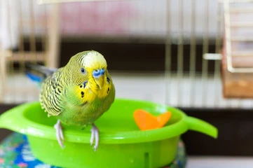 Bird Bath for Cage