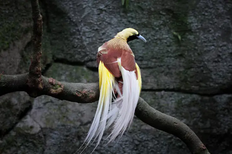Birds of Paradise Species