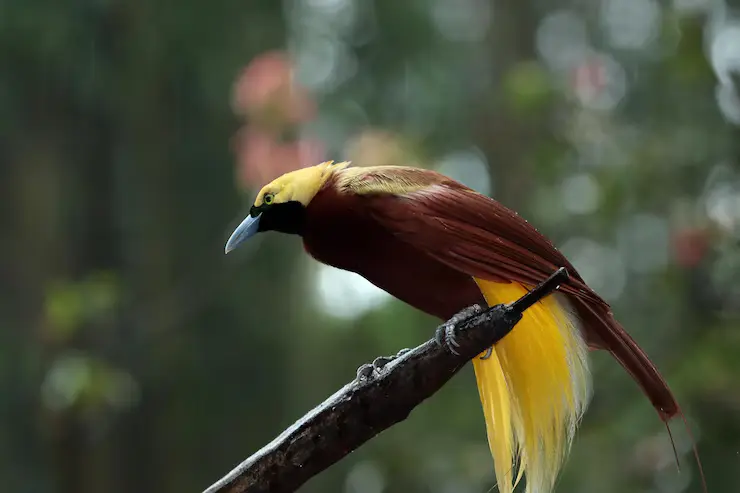 Birds of Paradise Species