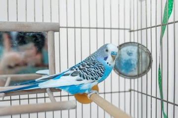 Budgie Birds Talking