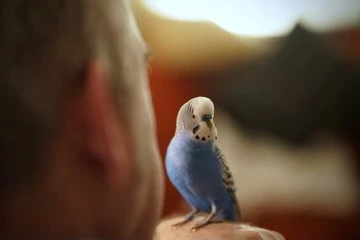 Budgie Birds Talking