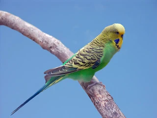 Budgie Birds Talking