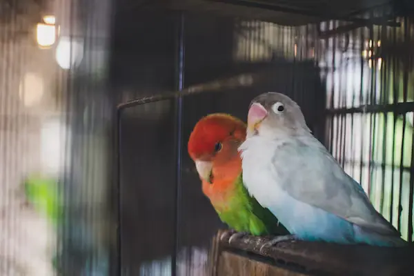Cages for Lovebirds