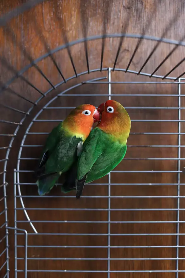 Cages for Lovebirds