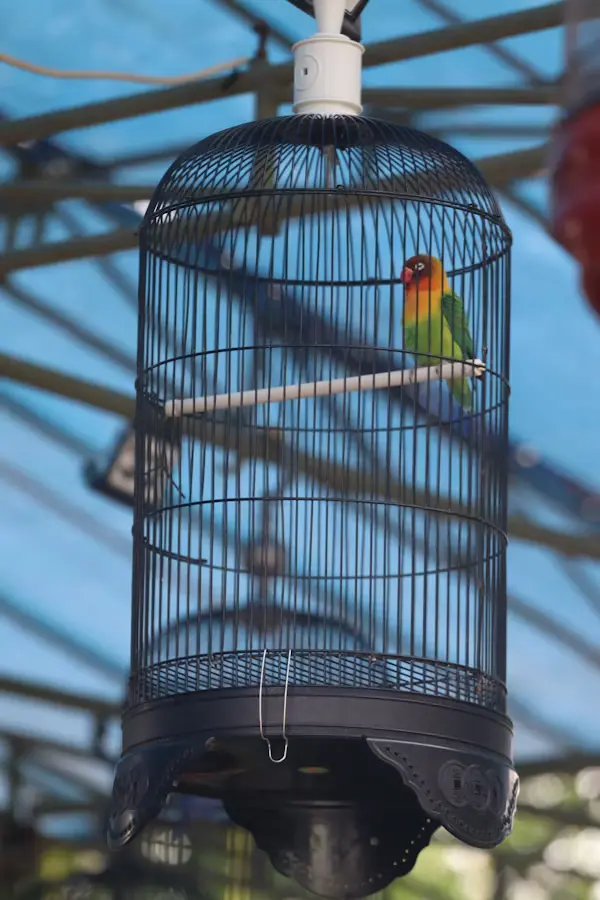 Cages for Lovebirds