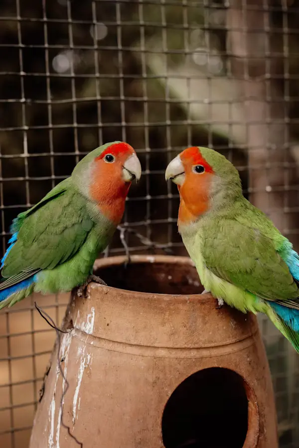 Cages for Lovebirds