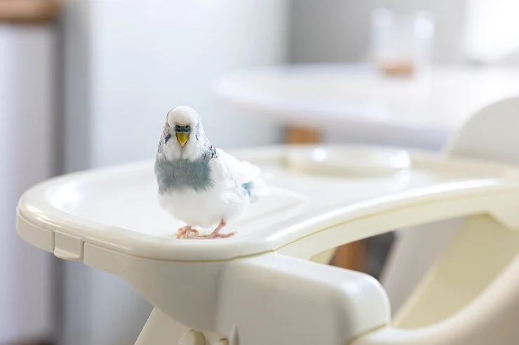 Can You Potty Train a Bird