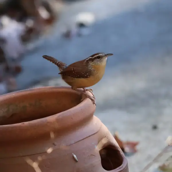 Can You Potty Train a Bird