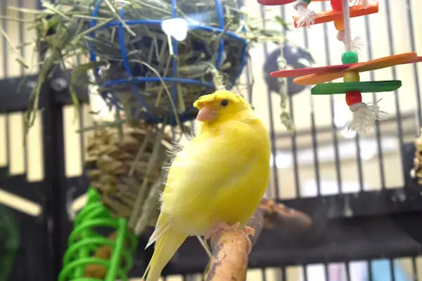 Canary Bird Cage