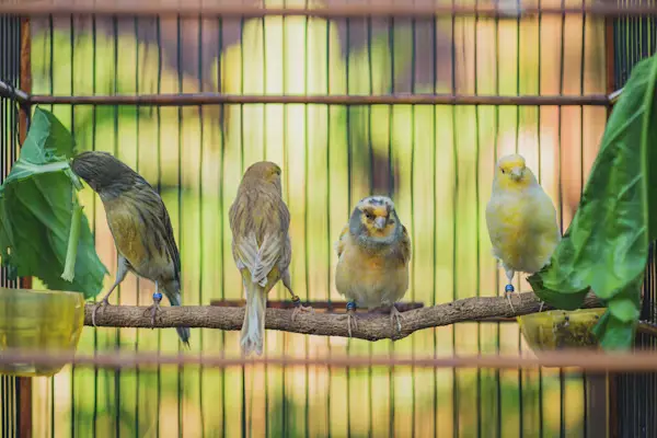 Canary Bird Cage