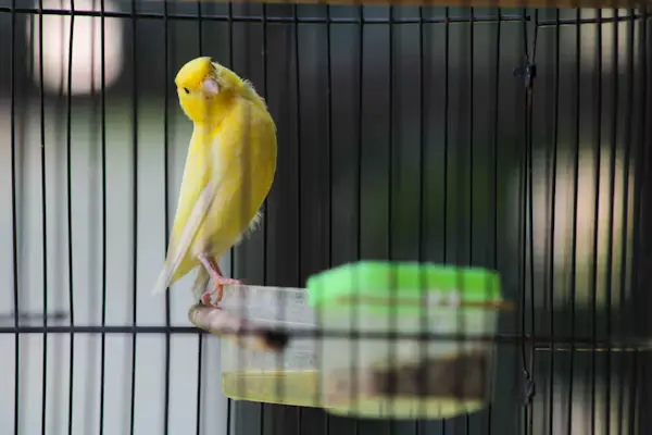Canary Bird Cage