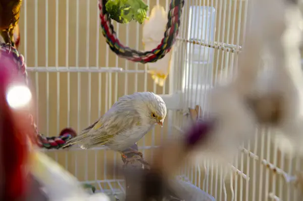 Canary Bird Cage