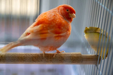 Canary Food