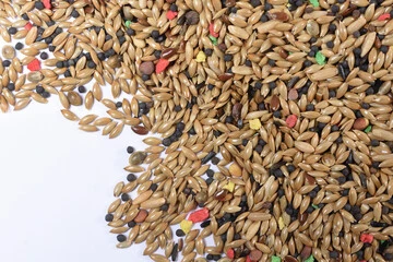 Canary Food