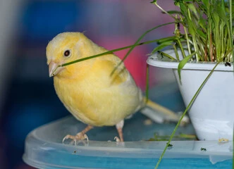 Canary Food