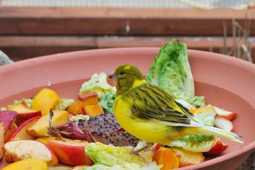 Canary Food
