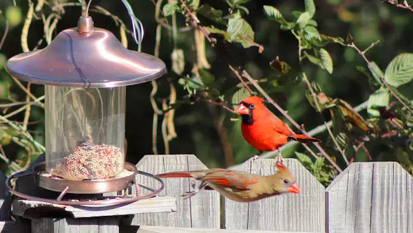 Cardinal Bird Food