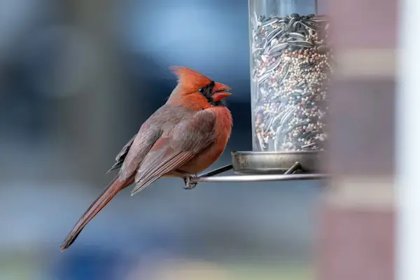 Cardinal Bird Food