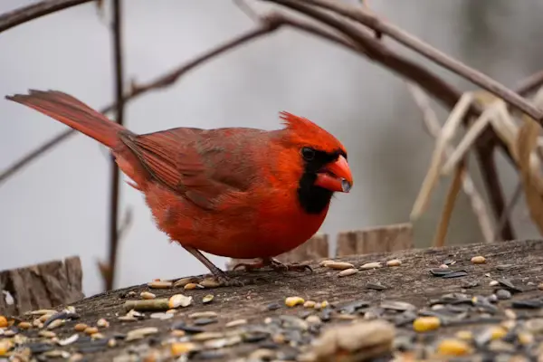 Cardinal Bird Food